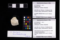 Foto (Objekt + Etikett) von Brachyura indet.  (NHMW-GEO-2017-0089-0027)